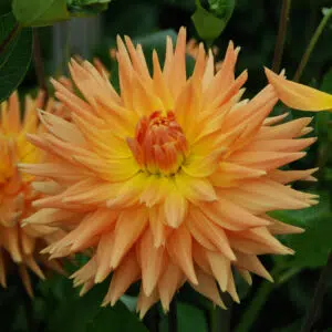 Dahlia Cactus Eté Indien