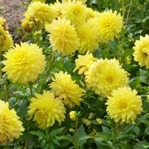 Dahlia Cactus Fantasia