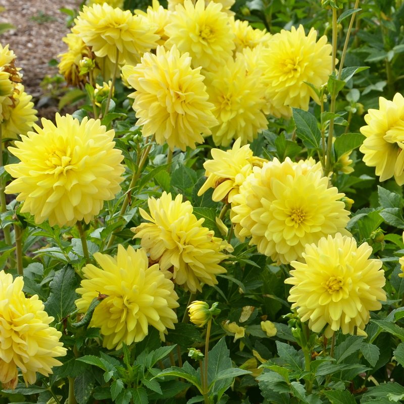 Dahlia Cactus Fantasia