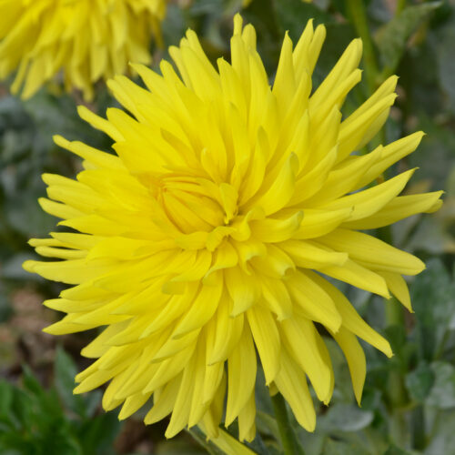 Dahlia Cactus Fantasia