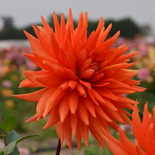 Dahlia Cactus Flash