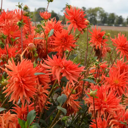 Dahlia Cactus Flash