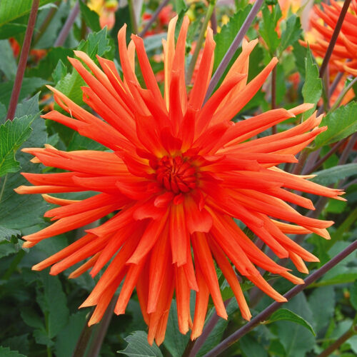 Dahlia Cactus Flash