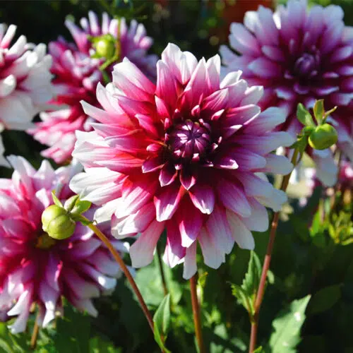 Dahlia Cactus Fruti