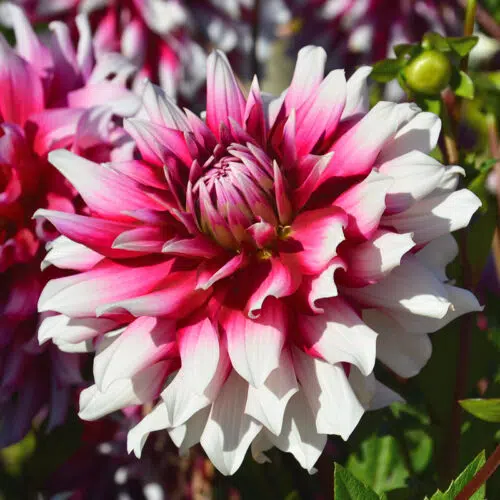 Dahlia Cactus Fruti