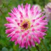 Dahlia Cactus Hayley Jane