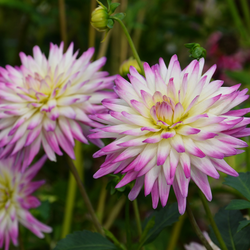 Dahlia Cactus Hayley Jane