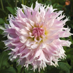 Dahlia Cactus Idylle