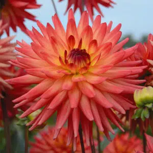 Dahlia Cactus Java