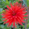 Dahlia Cactus Joker