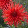 Dahlia Cactus Joker