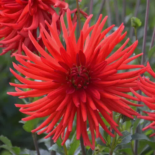 Dahlia Cactus Joker