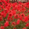 Dahlia Cactus Joker