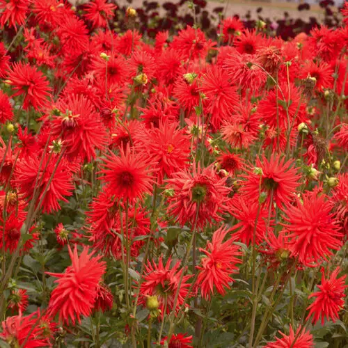 Dahlia Cactus Joker