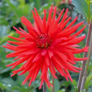 Dahlia Cactus Joker