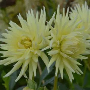 Dahlia Cactus Mélodie