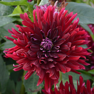 Dahlia Cactus Nabila Vibration