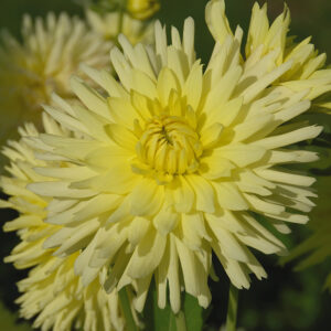 Dahlia Cactus Nain Amazonia