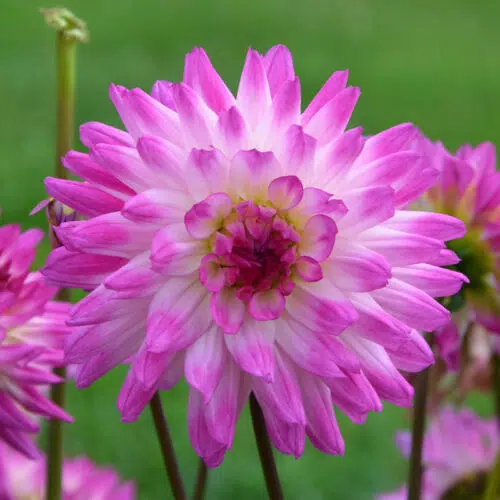 Dahlia Cactus Nain Aquarelle