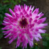 Dahlia Cactus Nain Aquarelle