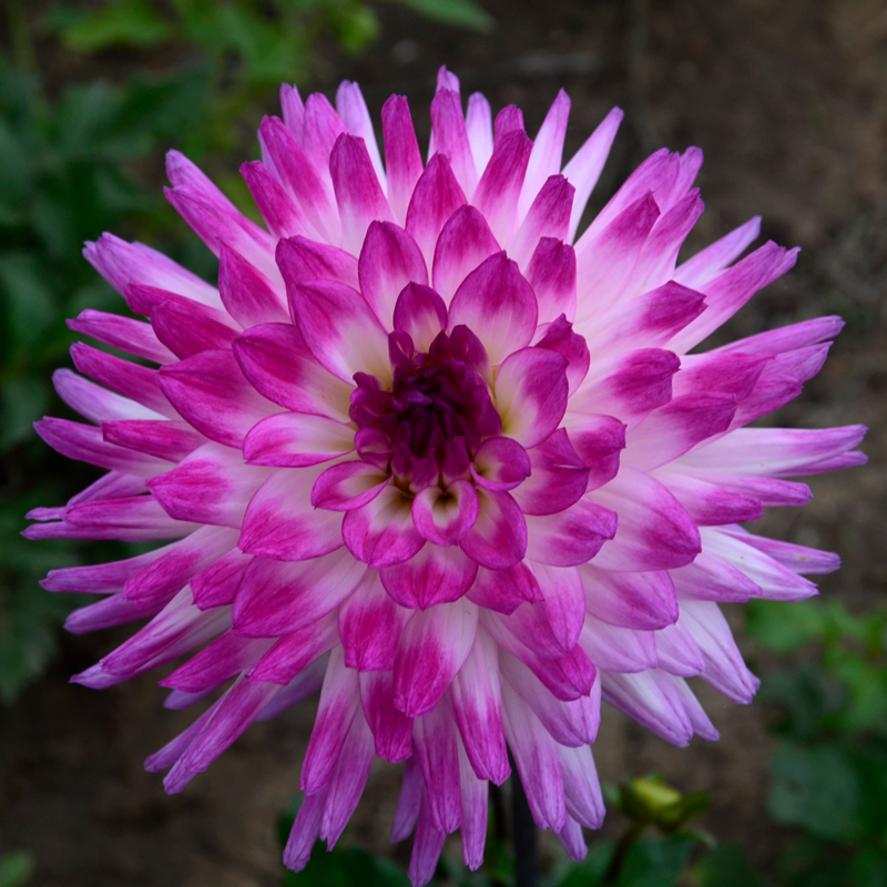 Dahlia Cactus Nain Aquarelle