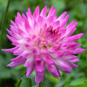 Dahlia Cactus Nain Aquarelle