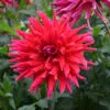 Dahlia Cactus Nain Corcovado
