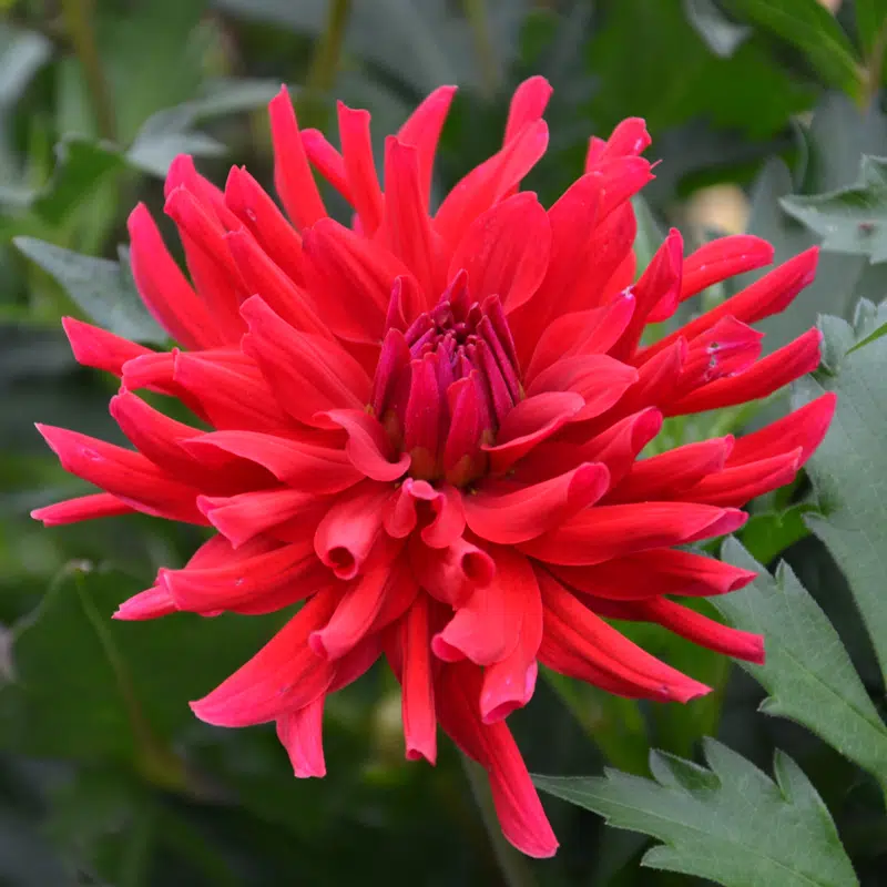 Dahlia Cactus Nain Corcovado