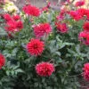Dahlia Cactus Nain Corcovado