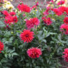 Dahlia Cactus Nain Corcovado