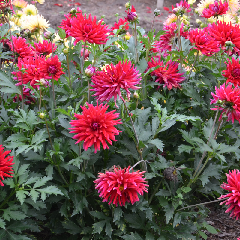 Dahlia Cactus Nain Corcovado