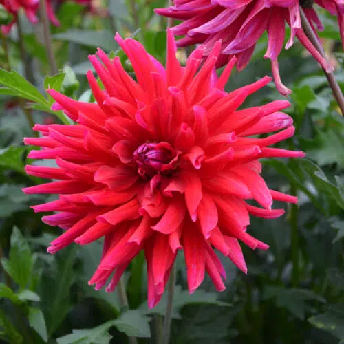 Dahlia Cactus Nain Corcovado