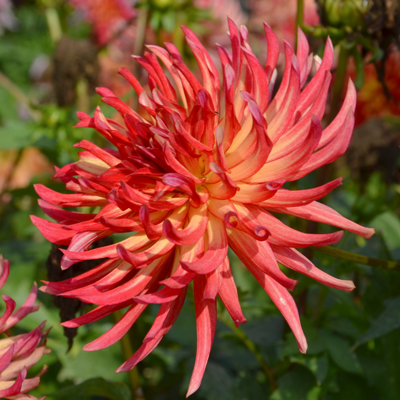 Dahlia Cactus Nain Etna