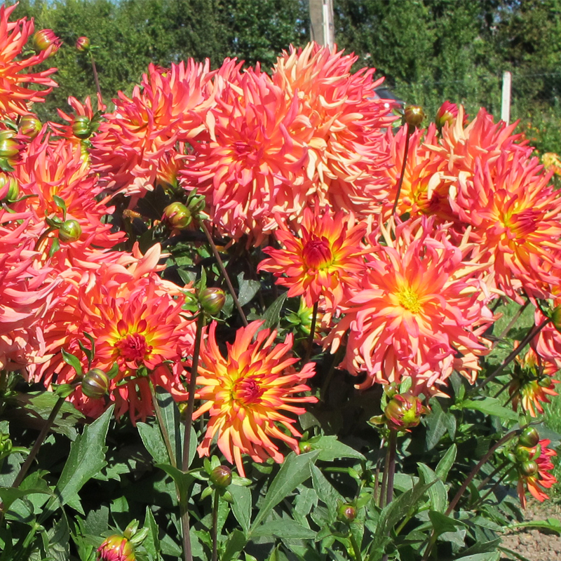 Dahlia Cactus Nain Etna