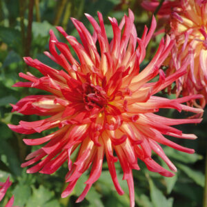 Dahlia Cactus Nain Etna