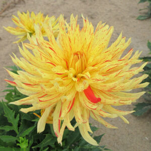 Dahlia Cactus Nain Fantaisie