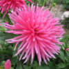 Dahlia cactus nain Harry Bo