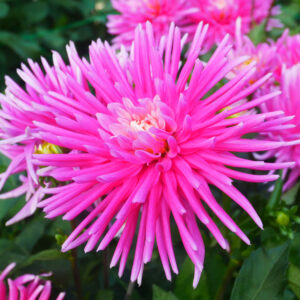 Dahlia cactus nain Harry Bo