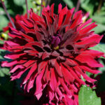 Dahlia Cactus Nain Leslie