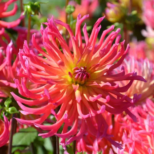 Dahlia Cactus Nain Marville