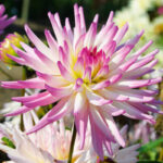 Dahlia cactus nain Mon amour