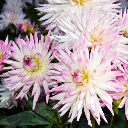 Dahlia cactus nain Mon amour