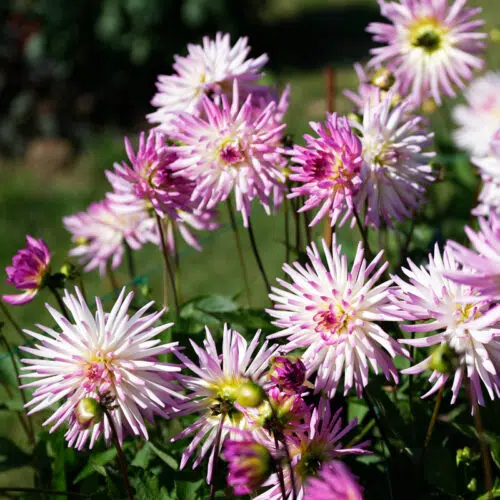 Dahlia cactus nain Mon amour