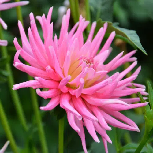 Dahlia Cactus Nain Park Princess