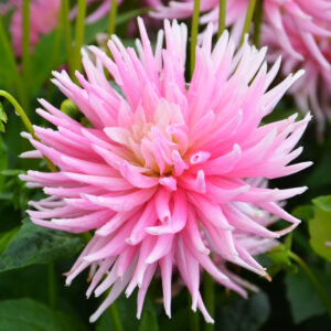 Dahlia Cactus Nain Park Princess