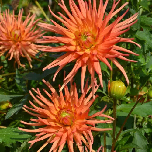 Dahlia Cactus Nain Sunrise