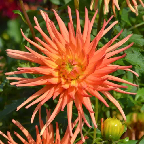 Dahlia Cactus Nain Sunrise