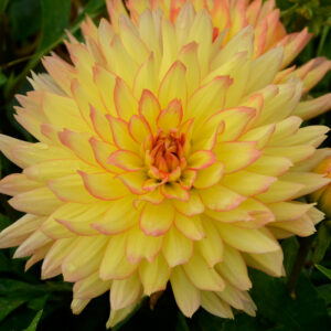 Dahlia cactus nain Tendresse