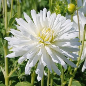 Dahlia Cactus Nain White Princess