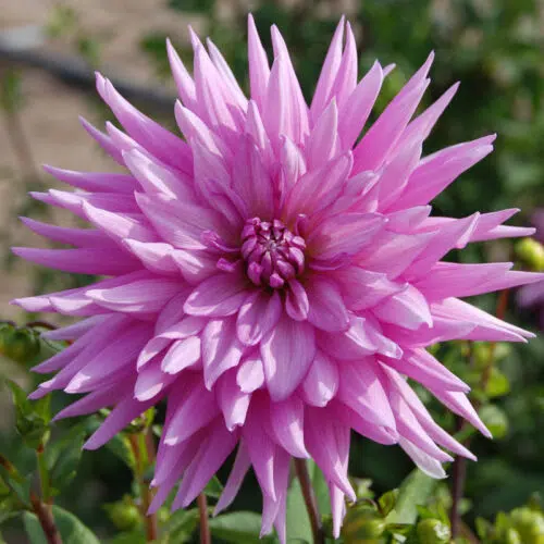 Dahlia Cactus Nicky